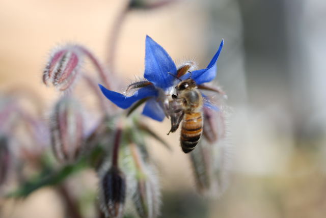 borage flower